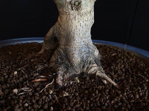 25I-IU-41 ACER PALMATUM SHISHIGASHIRA