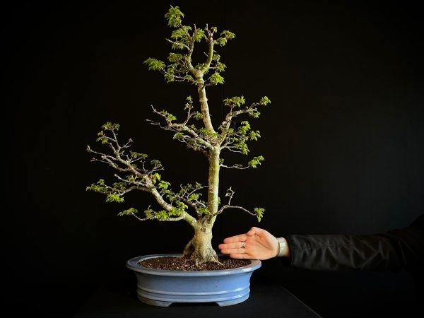 25I-IU-41 ACER PALMATUM SHISHIGASHIRA