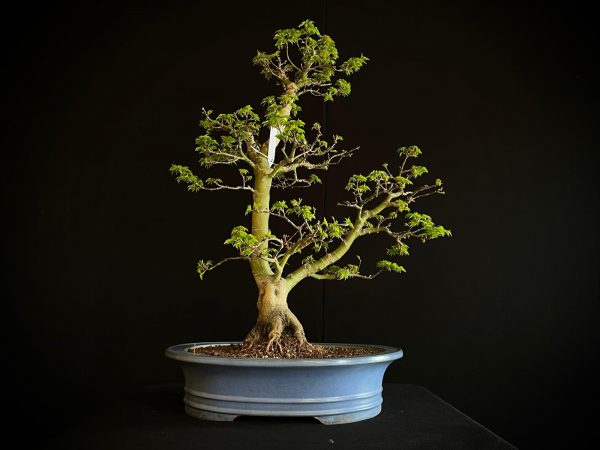 25I-IU-41 ACER PALMATUM SHISHIGASHIRA