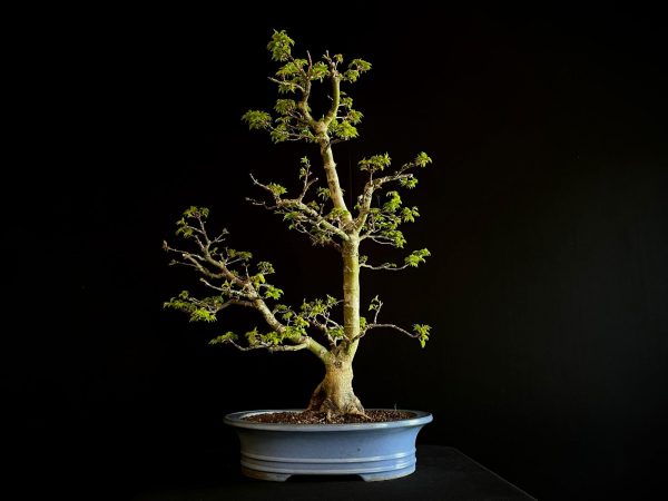 25I-IU-41 ACER PALMATUM SHISHIGASHIRA