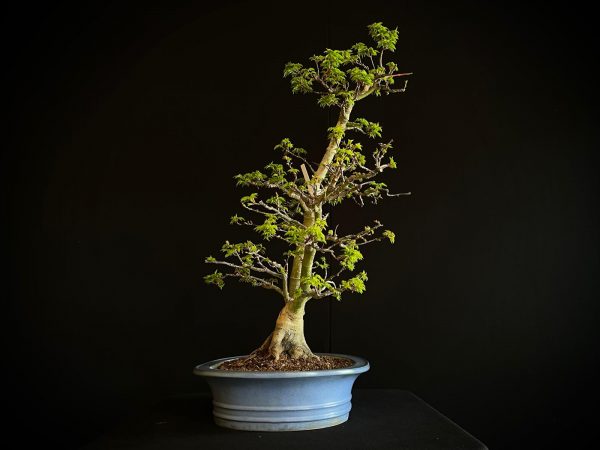 25I-IU-41 ACER PALMATUM SHISHIGASHIRA