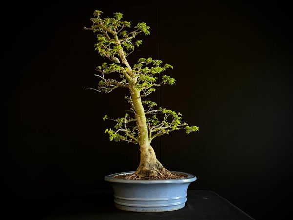 25I-IU-41 ACER PALMATUM SHISHIGASHIRA