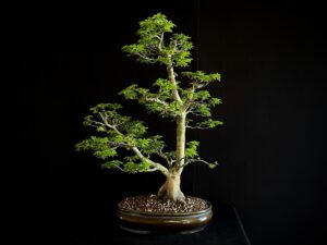 ACER PALMATUM SHISHIGASHIRA