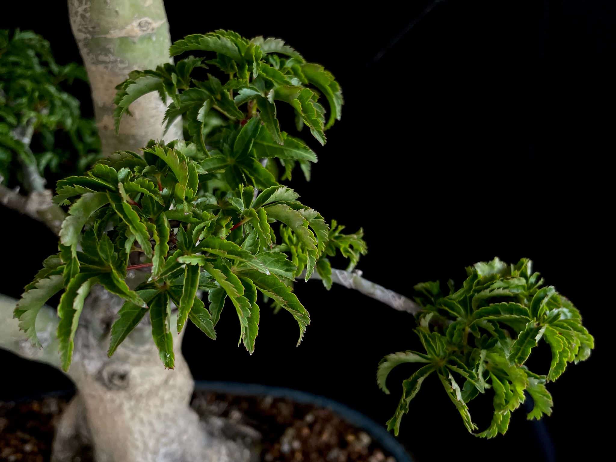 ACER PALMATUM SHISHIGASHIRA