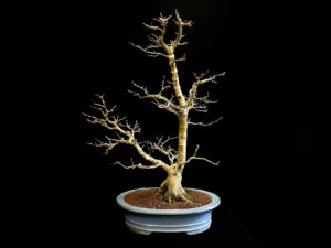 25I-IU-41 ACER PALMATUM SHISHIGASHIRA