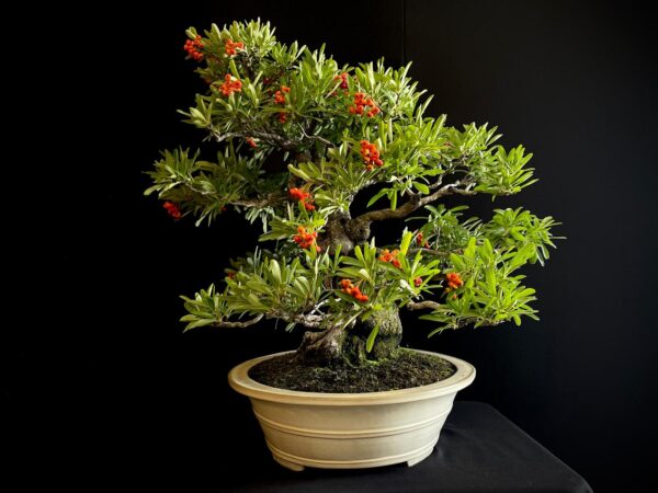 25I-IU-45 PYRACANTHA