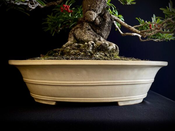25I-IU-45 PYRACANTHA