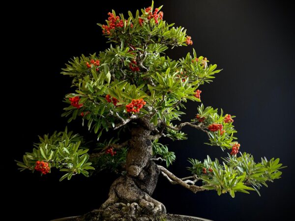 25I-IU-45 PYRACANTHA