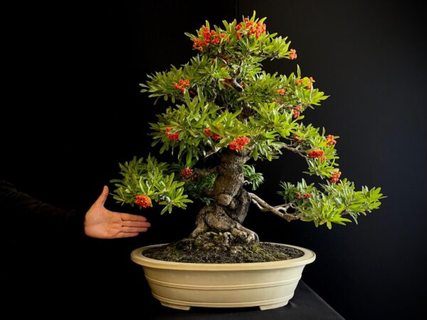 25I-IU-45 PYRACANTHA