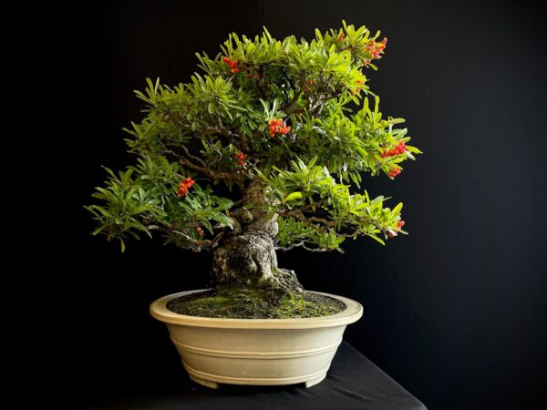 25I-IU-45 PYRACANTHA