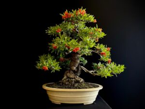 25I-IU-45 PYRACANTHA