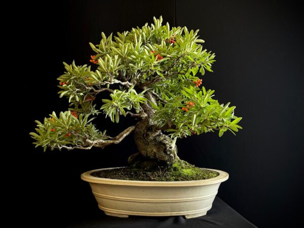25I-IU-45 PYRACANTHA