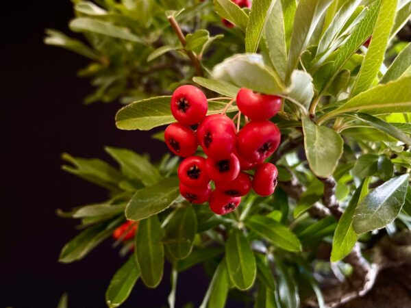 25I-IU-45 PYRACANTHA