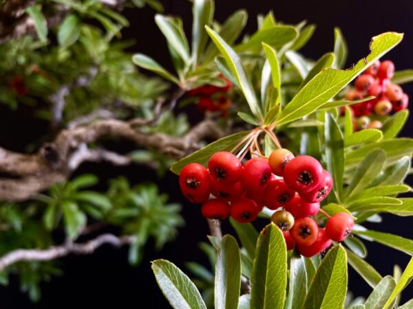 25I-IU-45 PYRACANTHA