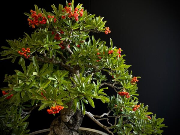 25I-IU-45 PYRACANTHA