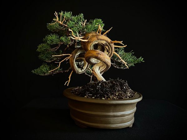 25I-IU-46 JUNIPERUS CHINENSIS ITOIWAGA