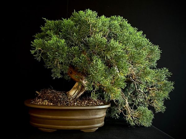 25I-IU-46 JUNIPERUS CHINENSIS ITOIWAGA