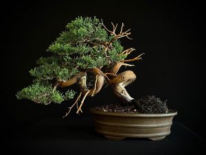 25I-IU-46 JUNIPERUS CHINENSIS ITOIWAGA