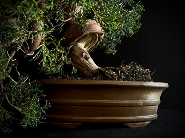 25I-IU-46 JUNIPERUS CHINENSIS ITOIWAGA