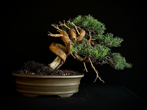 25I-IU-46 JUNIPERUS CHINENSIS ITOIWAGA