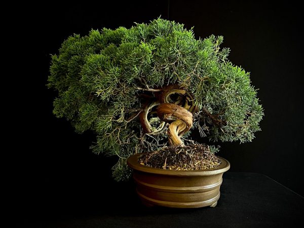 25I-IU-46 JUNIPERUS CHINENSIS ITOIWAGA