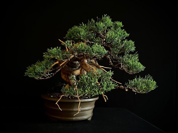 25I-IU-46 JUNIPERUS CHINENSIS ITOIWAGA