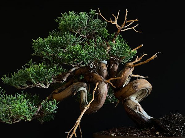 25I-IU-46 JUNIPERUS CHINENSIS ITOIWAGA