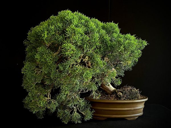 25I-IU-46 JUNIPERUS CHINENSIS ITOIWAGA