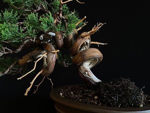 25I-IU-46 JUNIPERUS CHINENSIS ITOIWAGA