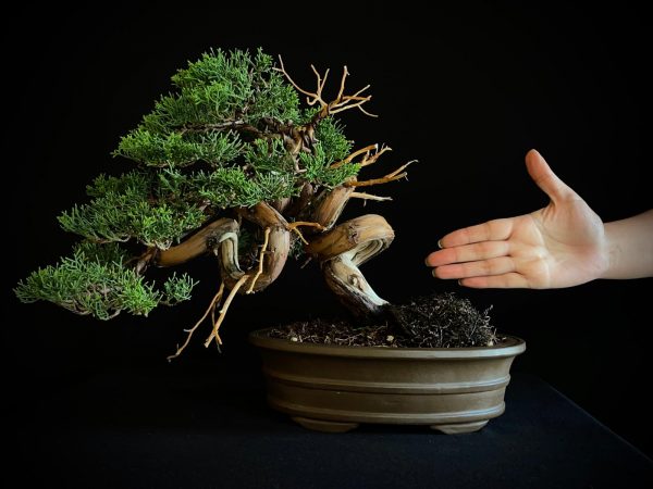 25I-IU-46 JUNIPERUS CHINENSIS ITOIWAGA
