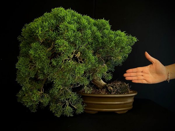 25I-IU-46 JUNIPERUS CHINENSIS ITOIWAGA