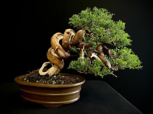 25I-IU-46 JUNIPERUS CHINENSIS ITOIWAGA