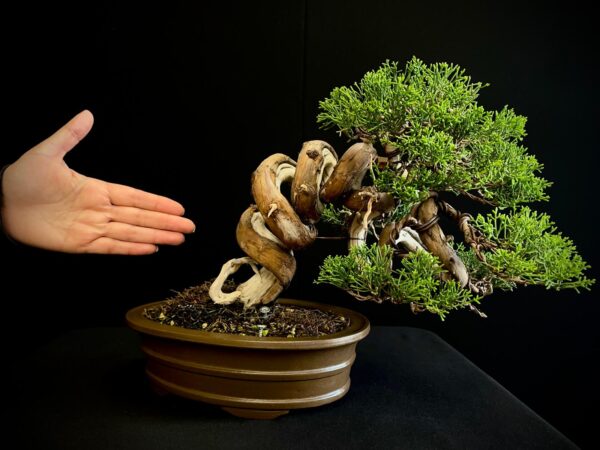 25I-IU-46 JUNIPERUS CHINENSIS ITOIWAGA