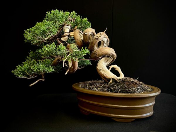 25I-IU-46 JUNIPERUS CHINENSIS ITOIWAGA