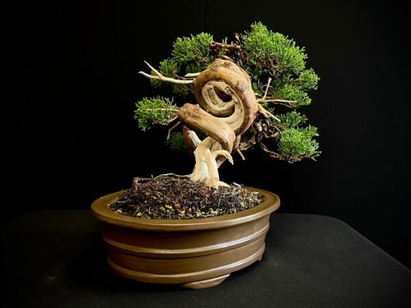 25I-IU-46 JUNIPERUS CHINENSIS ITOIWAGA