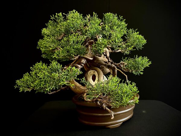 25I-IU-46 JUNIPERUS CHINENSIS ITOIWAGA