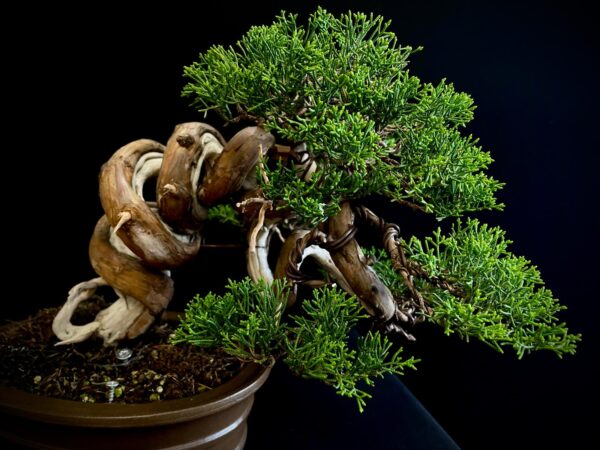 25I-IU-46 JUNIPERUS CHINENSIS ITOIWAGA