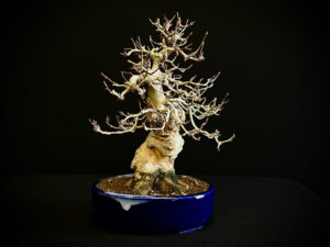 25I-IU-48 Acer Buergerianum