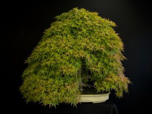 25I-MK-01 ACER PALMATUM
