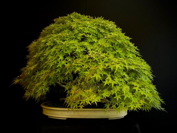 25I-MK-01 ACER PALMATUM