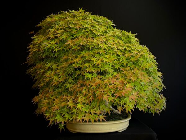 25I-MK-01 ACER PALMATUM