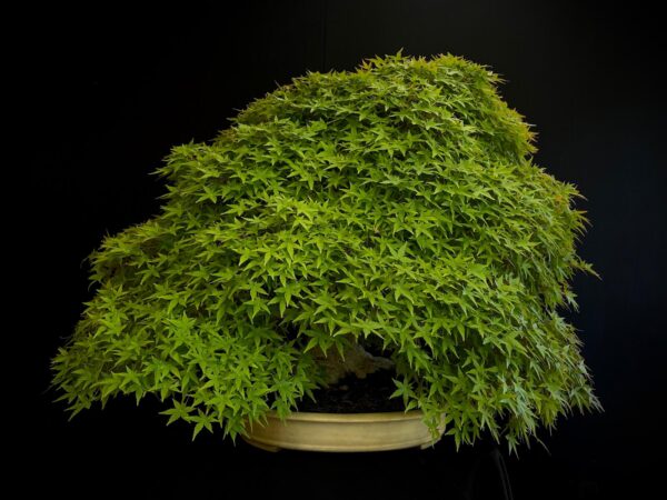 25I-MK-01 ACER PALMATUM