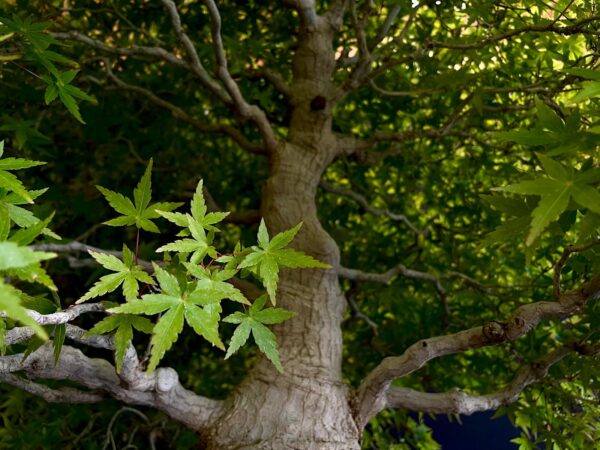 25I-MK-01 ACER PALMATUM