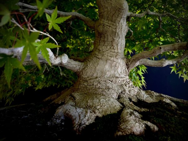 25I-MK-01 ACER PALMATUM