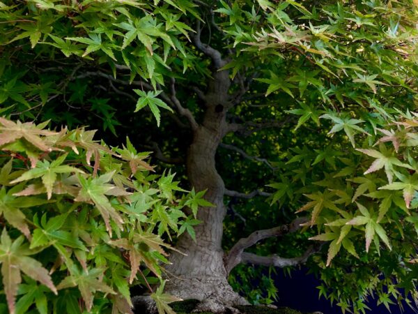 25I-MK-01 ACER PALMATUM