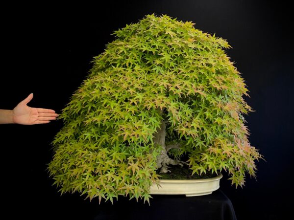 25I-MK-01 ACER PALMATUM