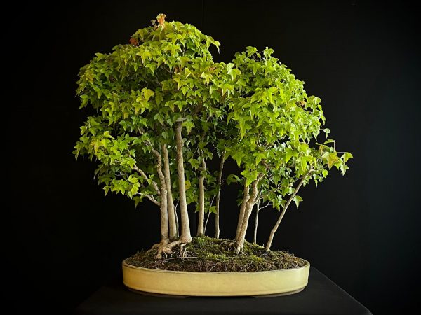 25I-NG-01 ACER BUERGERIANUM