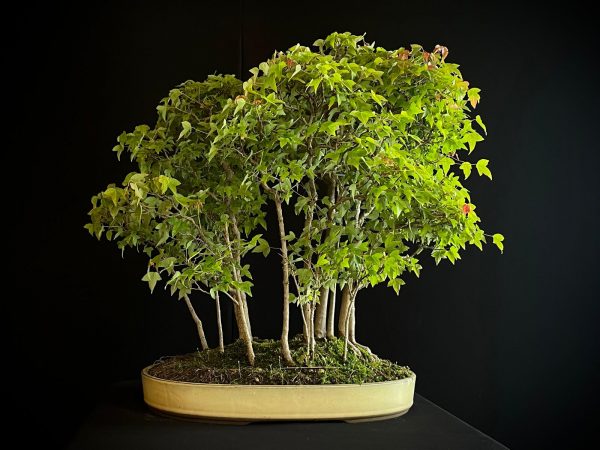 25I-NG-01 ACER BUERGERIANUM