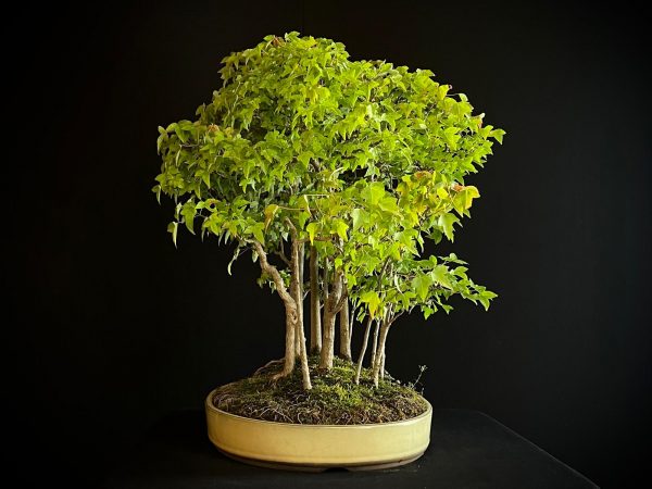 25I-NG-01 ACER BUERGERIANUM