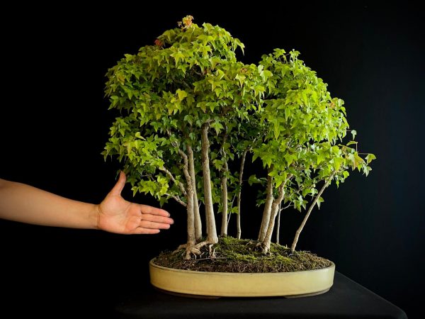 25I-NG-01 ACER BUERGERIANUM